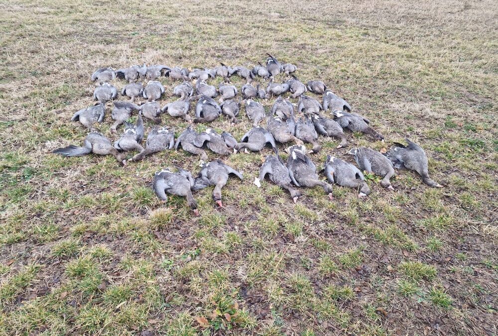 2023/24: White-fronted Goose hunting in new Romanian hunting areas
