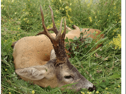 Large Bucks for 2024, near Timisoara, western Romania
