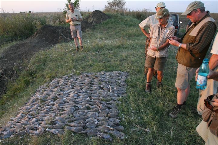 Quail and Dove Hunting in western Romania