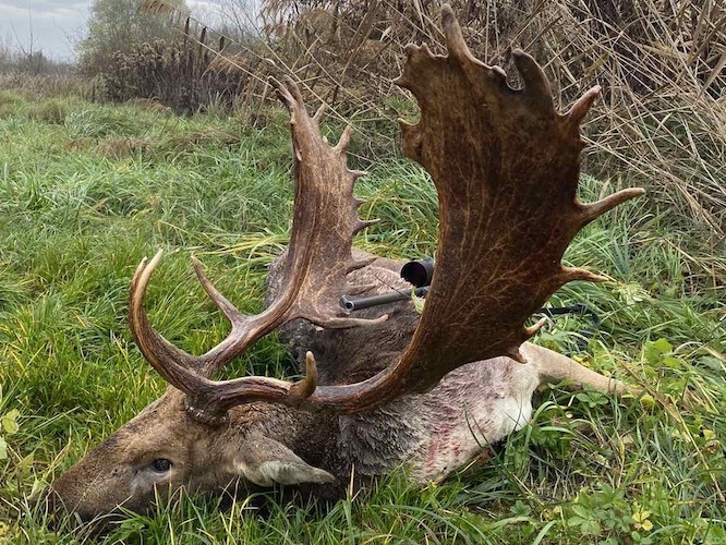 Fallow Buck hunting in Nagykonyi, Tolna county, Southwestern Hungary