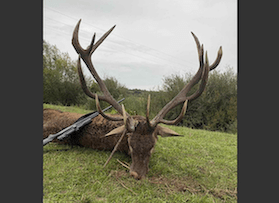 Red stag hunting in Nagykonyi, Tolna county, Southwestern Hungary