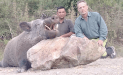 Wildboar stalking hunt in Turkey