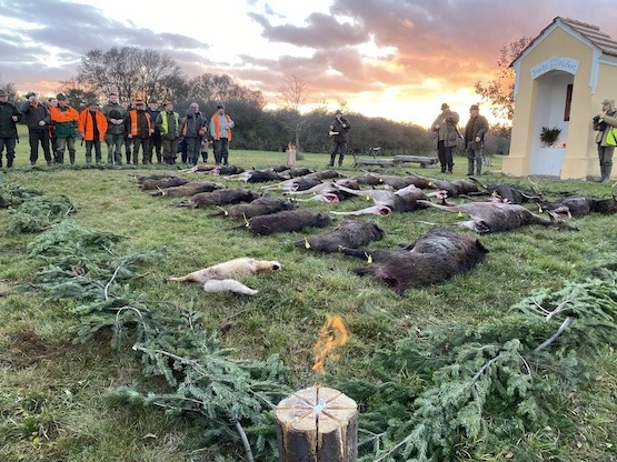 Wildboar driven hunts in Czech Republic