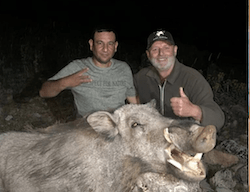 Wildboar stalking hunt in Turkey