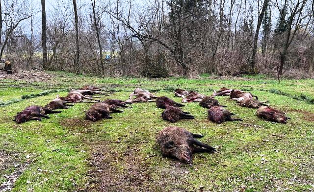 Wild boar driven hunts in Somogy county, Western Hungary