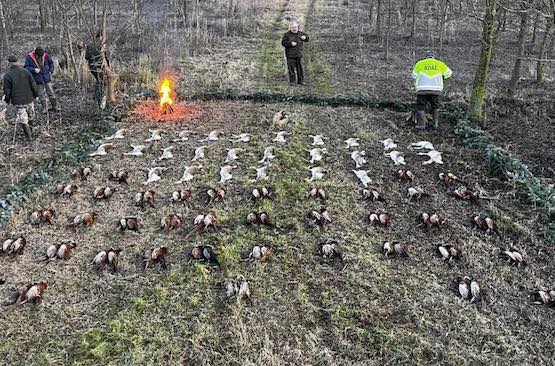 Pheasant hunting days in Rákóczifalva, near the city of Szolnok, Hungary