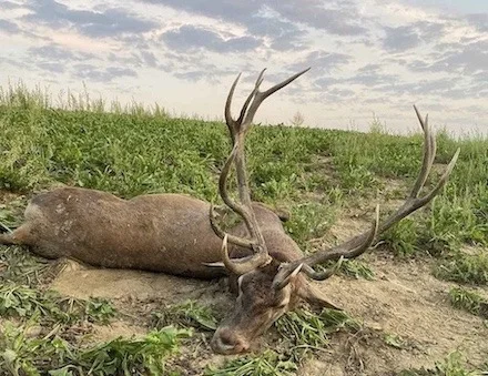 Red Stag hunting with Polányi Hunting co., Western Hungary, Somogy county