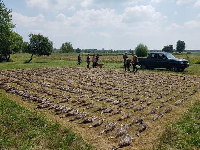 Wild duck and small game hunting in Tolna county, Hungary