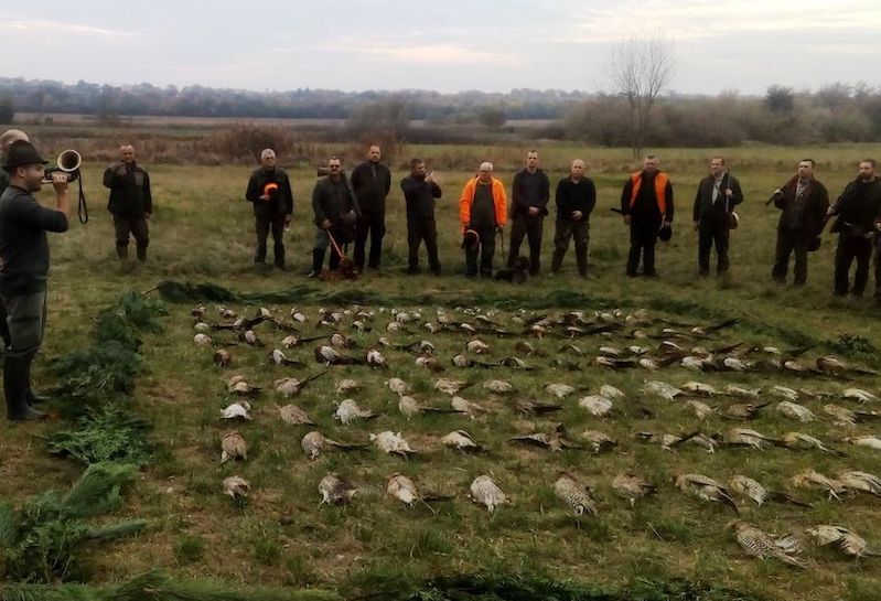 Pheasant hunting near Lepsény, Western Hungary