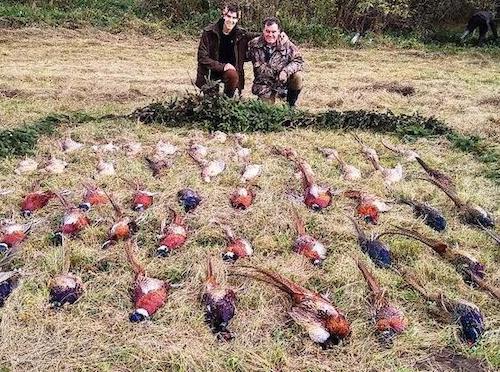 Pheasant hunting near Lepsény, Western Hungary