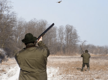 Pheasant hunting near Lepsény, Western Hungary