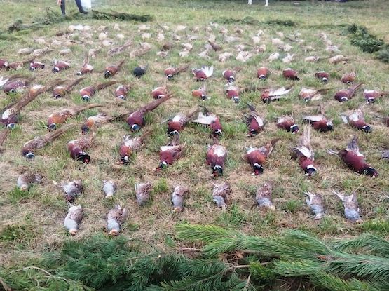 Pheasant hunting near Lepsény, Western Hungary