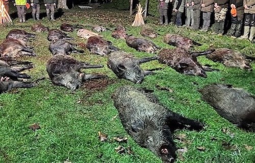 An excellent wild boar driven hunt on December 9, Zala county, Western Hungary