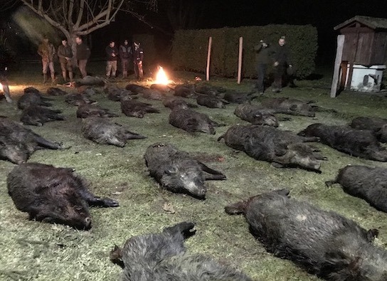 An excellent wild boar driven hunt on December 9, Zala county, Western Hungary